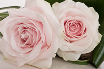 Krush Floral Design - Wedding Fair