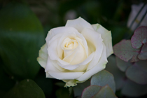 Krush Floral Design - Hodsock Priory